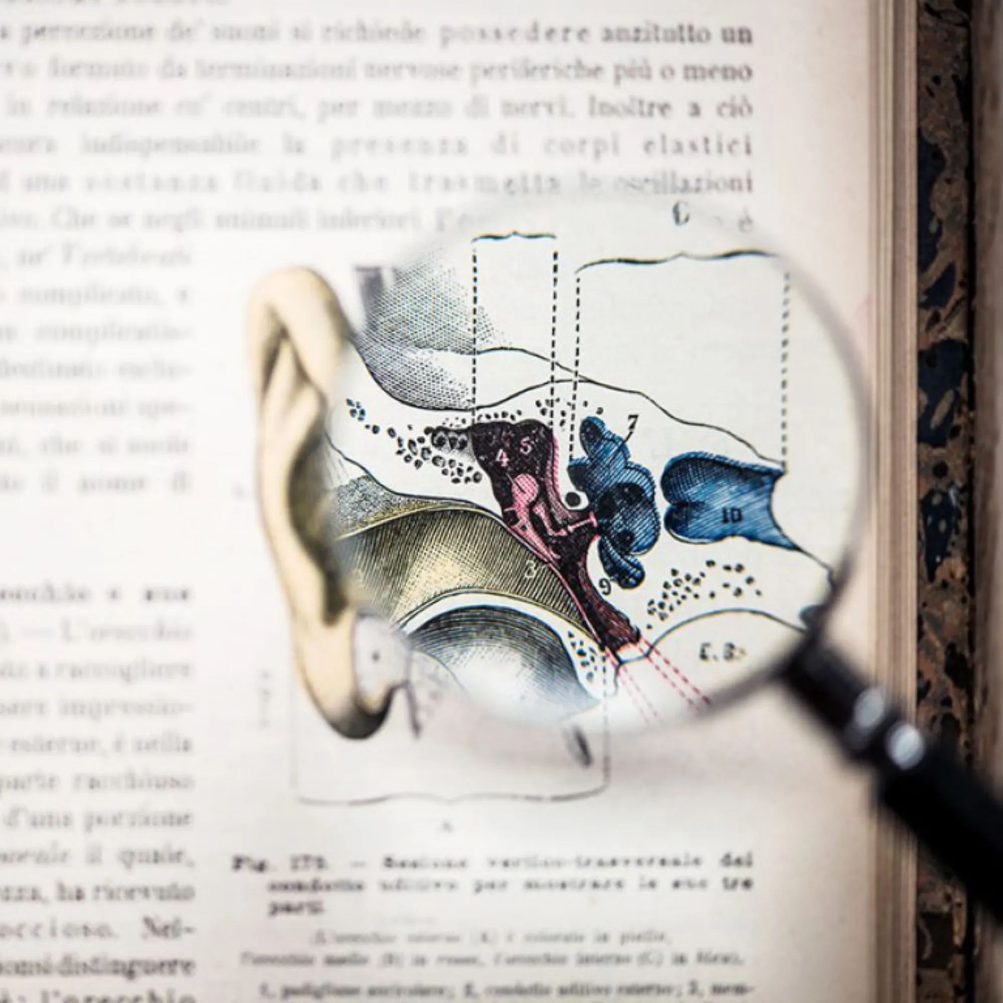 A magnifying glass over a textbook showing the internal anatomy of a human ear.